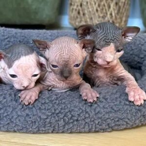 Adorable Sphynx  Babies