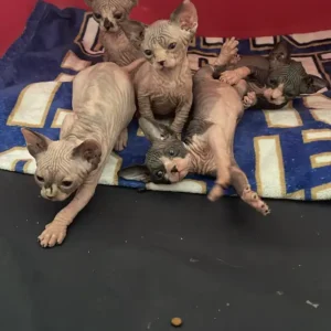 Adorable Sphynx  Babies