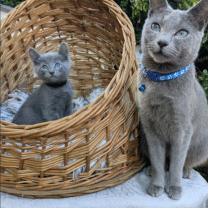 Pedigree Russian Blue kittens