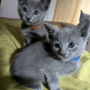 Pedigree Russian Blue kittens
