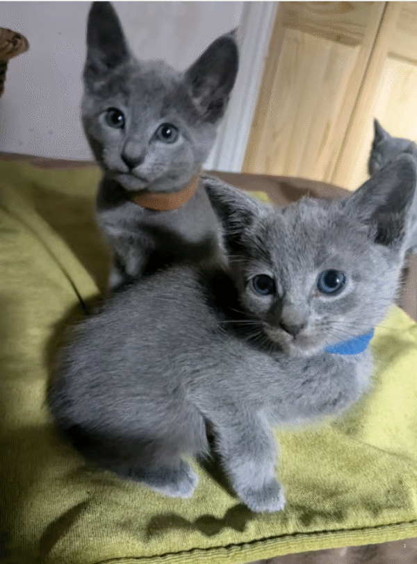 Pedigree Russian Blue kittens - Image 2